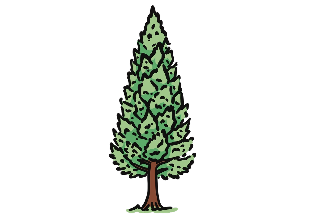 檜の木のイラスト