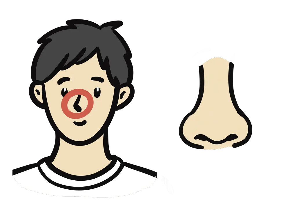 からだのパーツで鼻を示すイラスト