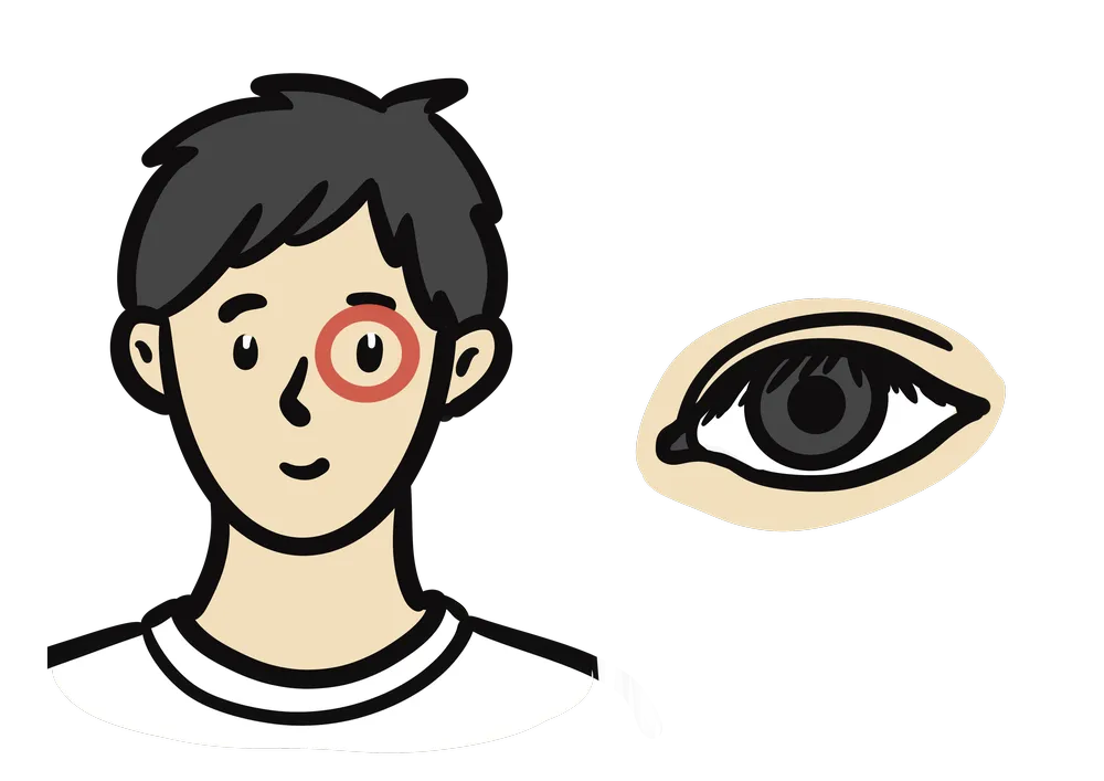 からだのパーツで目を示すイラスト