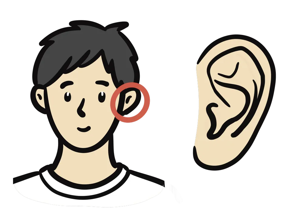 からだのパーツで耳を示すイラスト