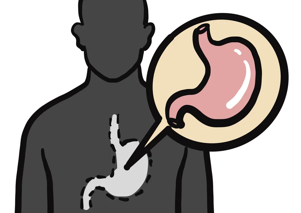 胃を示すイラスト