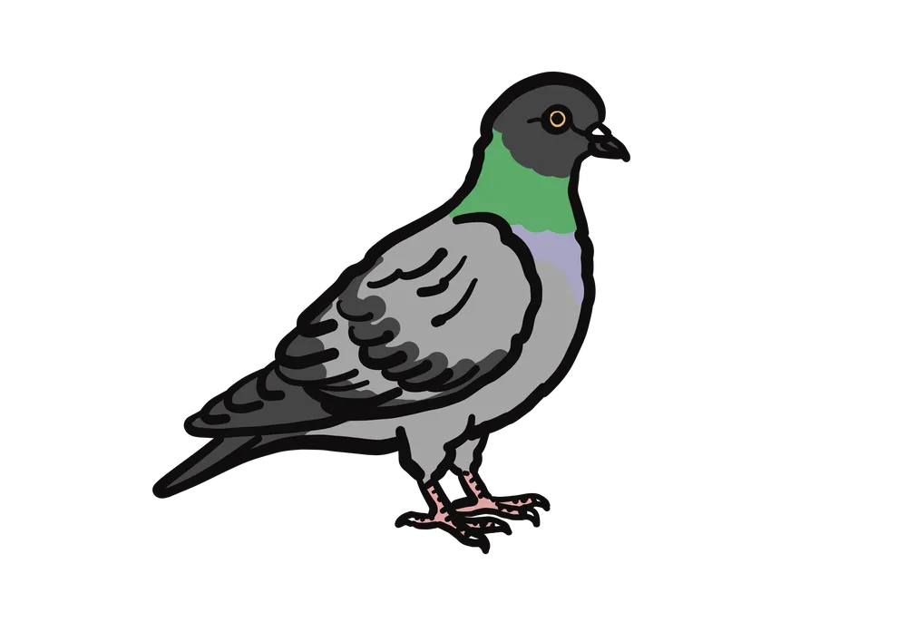 鳩のイラスト