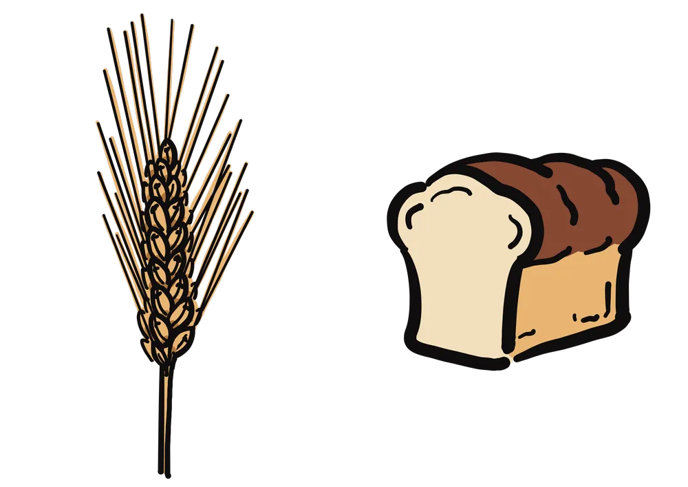 左が原料の麦、右が食パンのイラスト